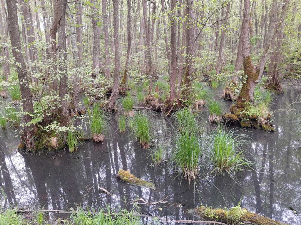 Nationalpark Vorpommernsche Boddenlandschaft, Moor 