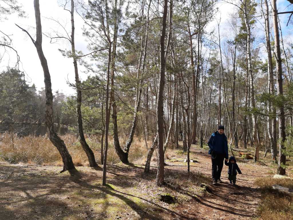 Großes Moor bei Ribnitz