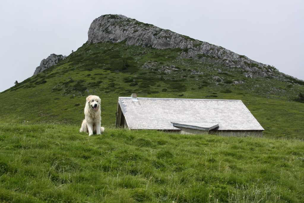 pyrenäen frankreich hütehund