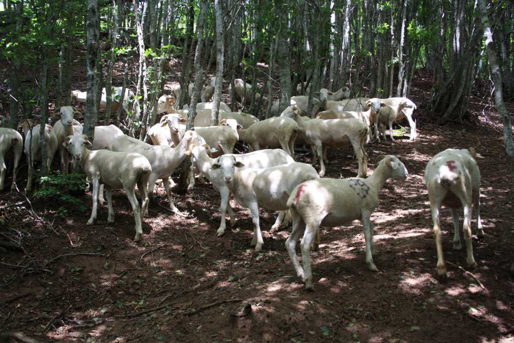 pyrenäen frankreich schafe im wald