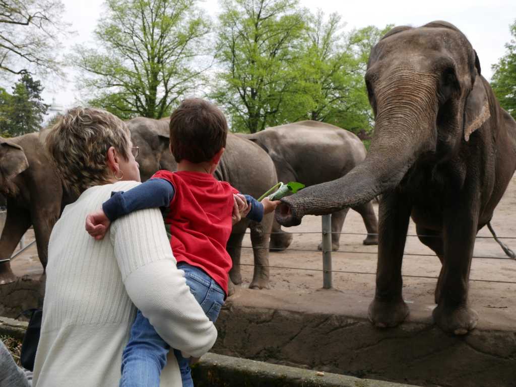 Elefanten füttern in Hagenbecks Tierpark Hamburg