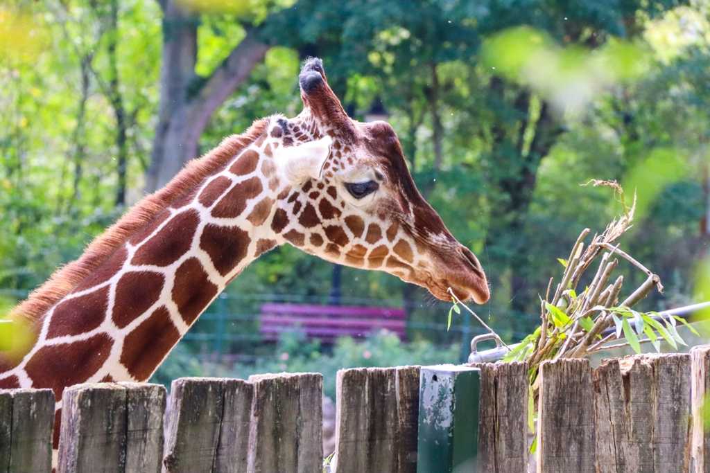 Giraffe im Zoopark Erfurt, die besten zoos in deutschland