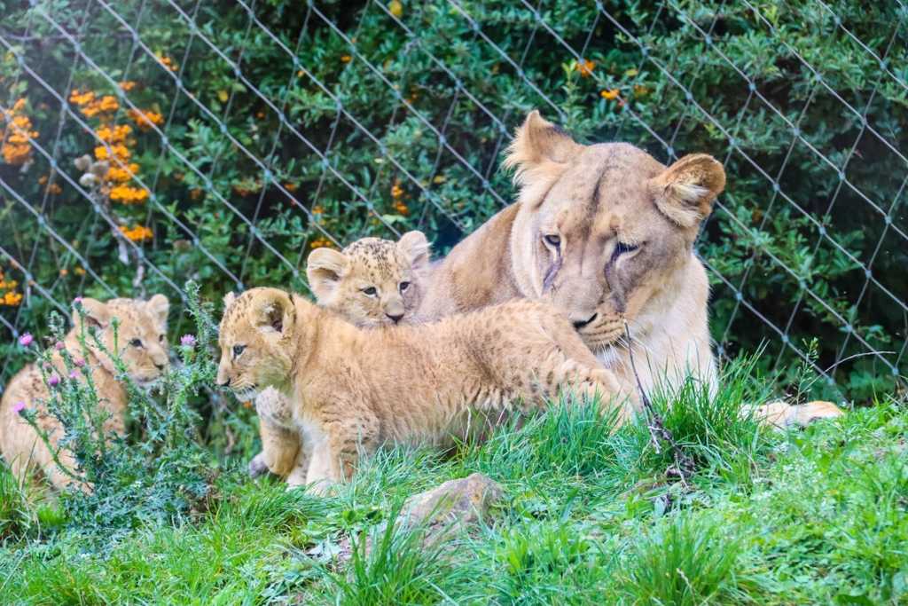 Löwennachwuchs im Zoopark erfurt