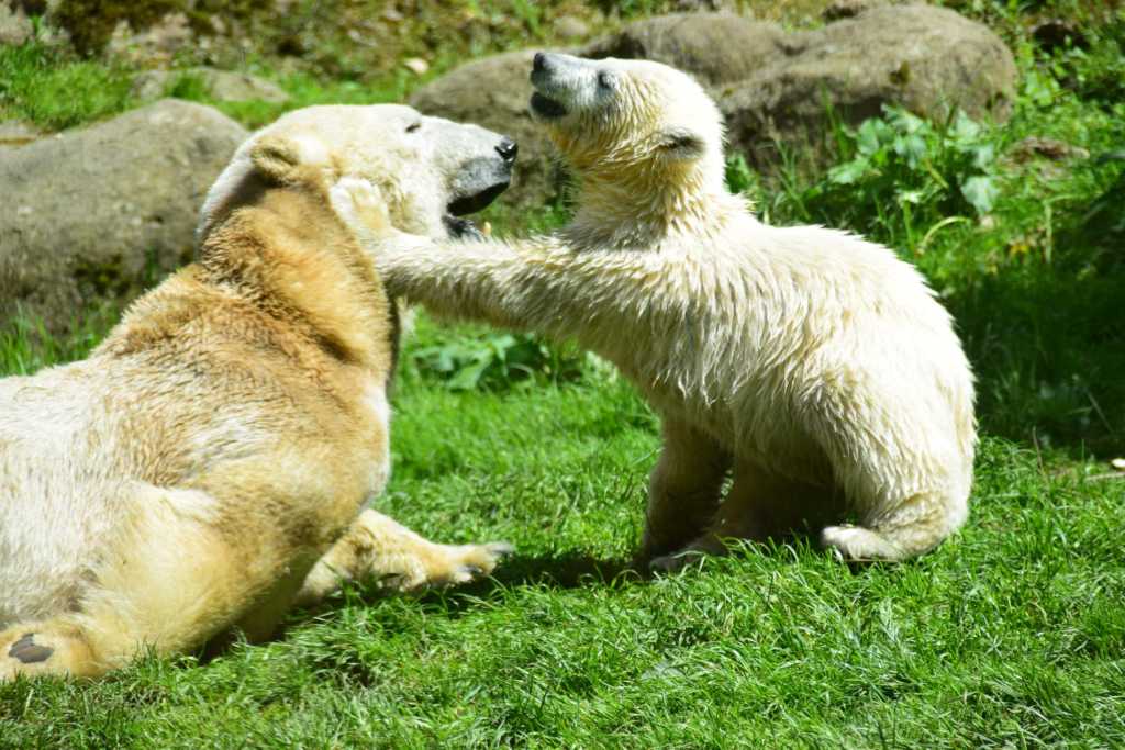 Eisbären Zoo Hellabrunn München, die besten zoos in deutschland