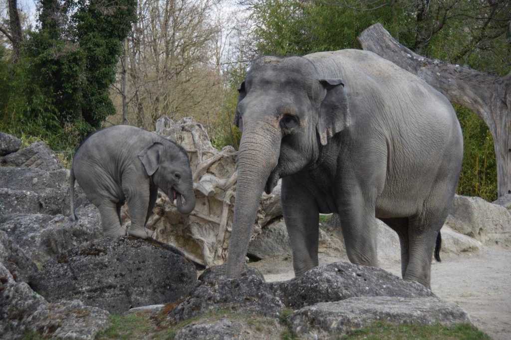 Elefanten Zoo Hellabrunn München