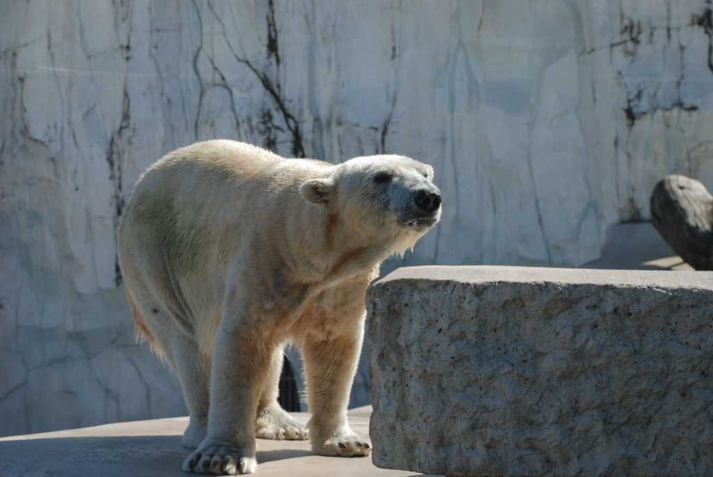 Eisbär Zoo Karlsruhe