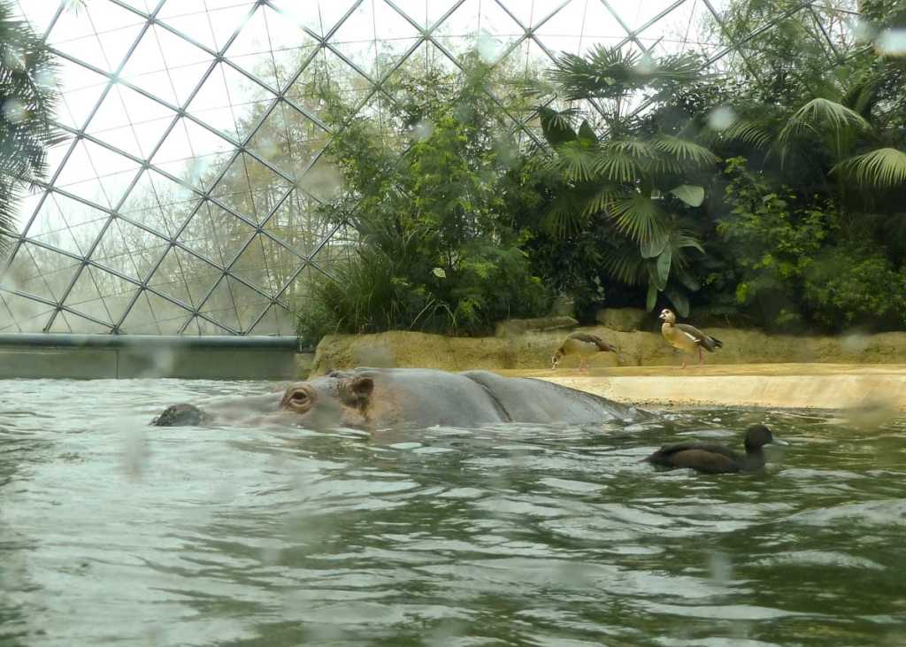 Flusspferd Zoo Berlin