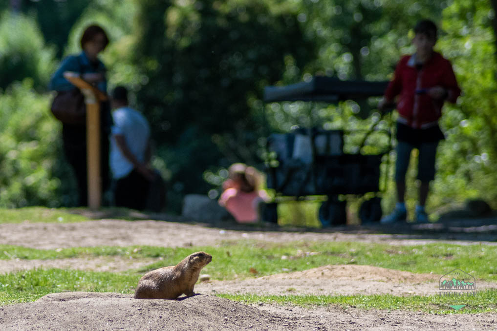 zoo schwerin, torsten berg