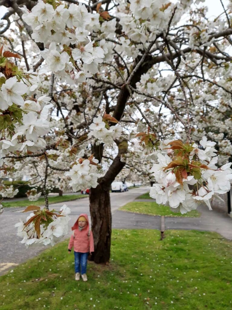 kirschblüte helensburgh, schottland in den osterferien