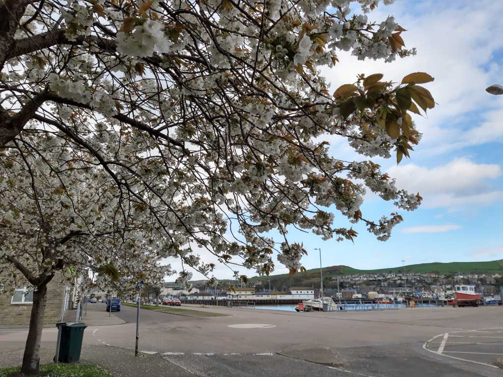 campbeltown, kintyre, schottland, kirschblüte