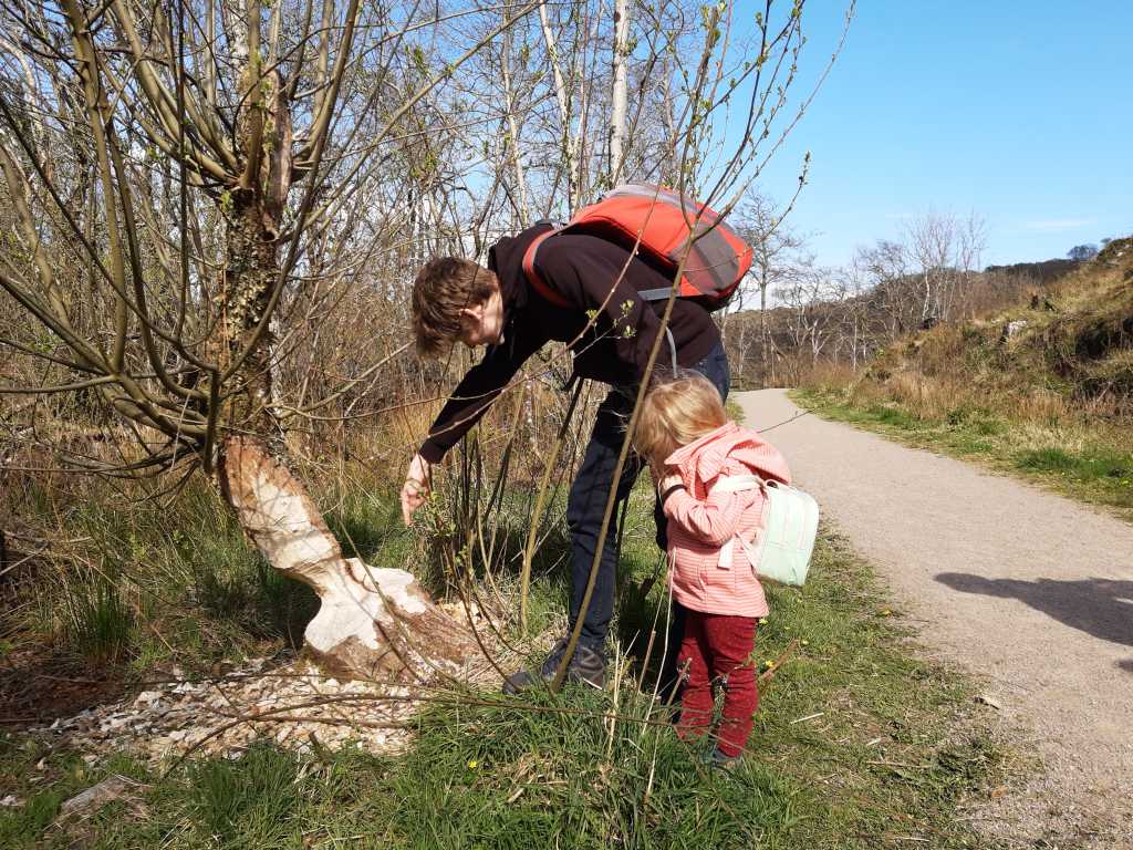 bieber in schottland, knapdale biever trail