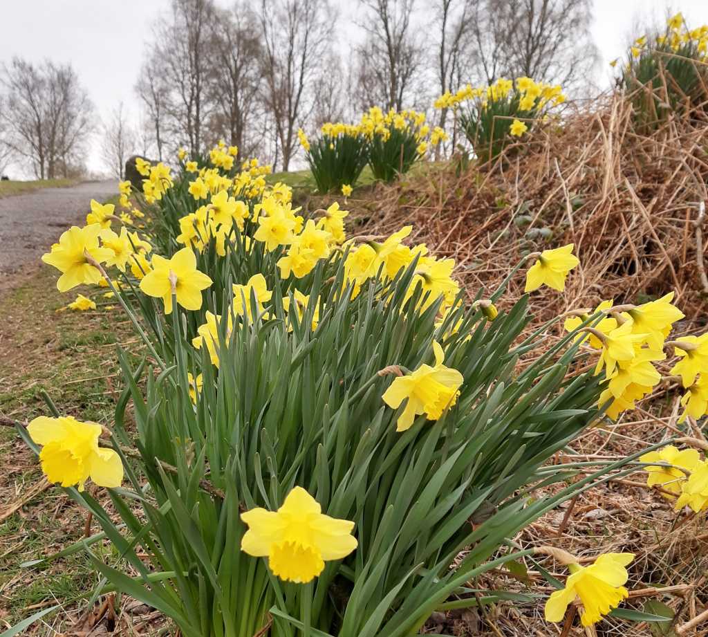 schottland osterglocken