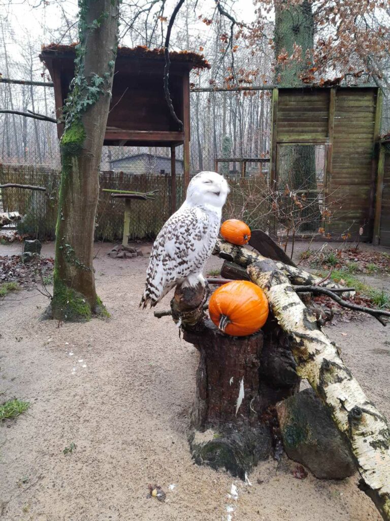 tierpark herford schneeeule