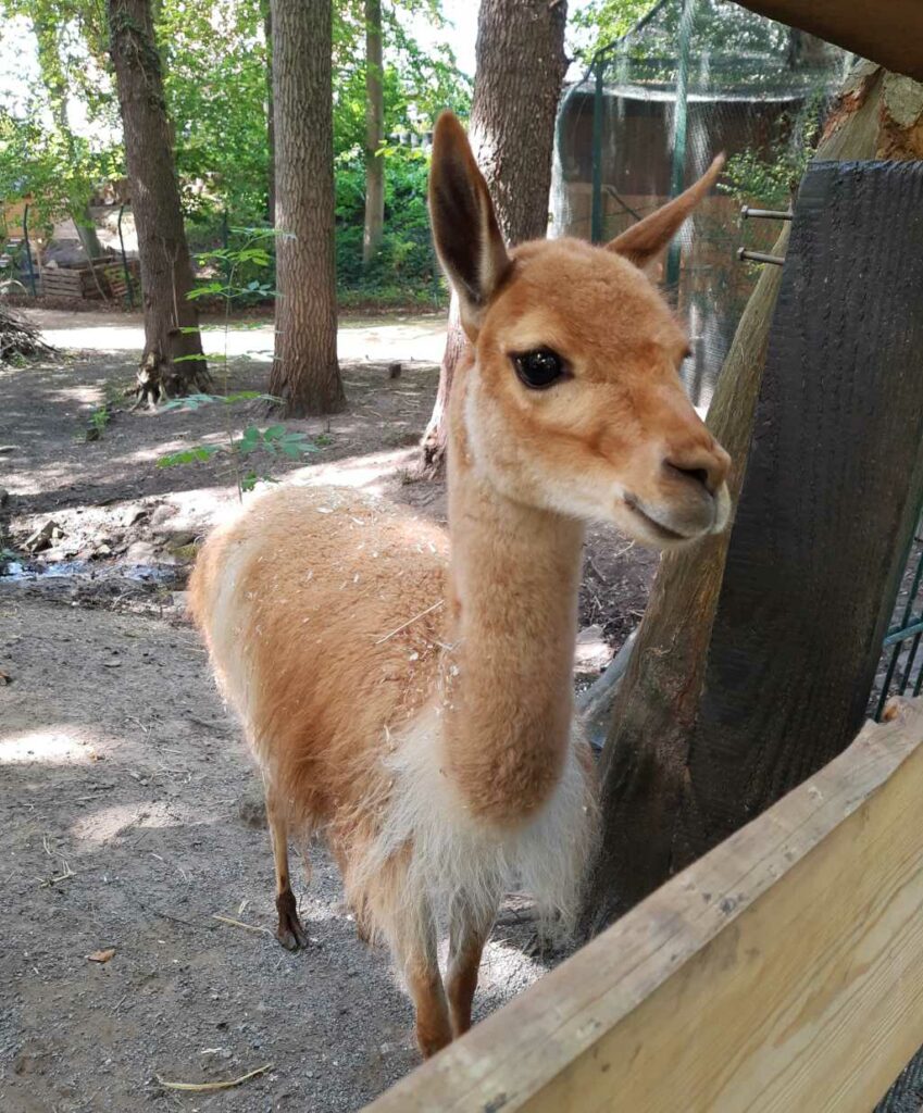 tierparks in deutschland, herford vikunya