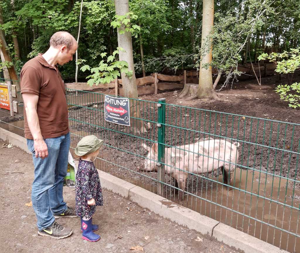 tierpark lützen schwein
