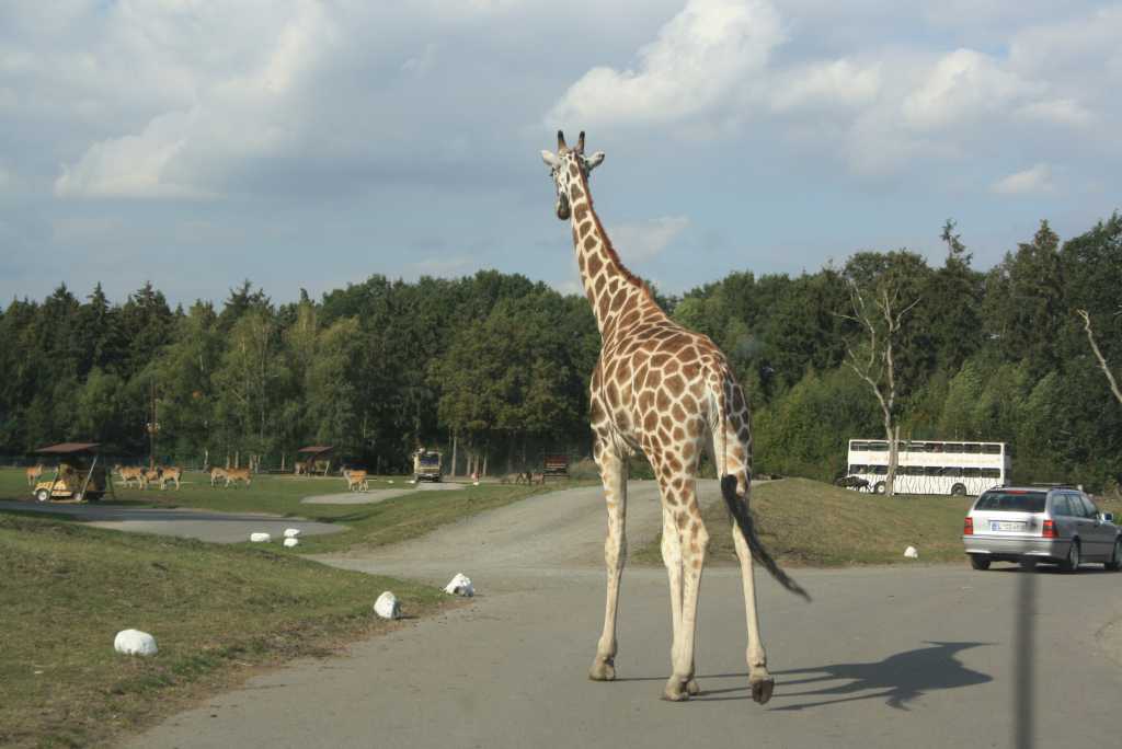 tierpark safaripark giraffe hodenhagen