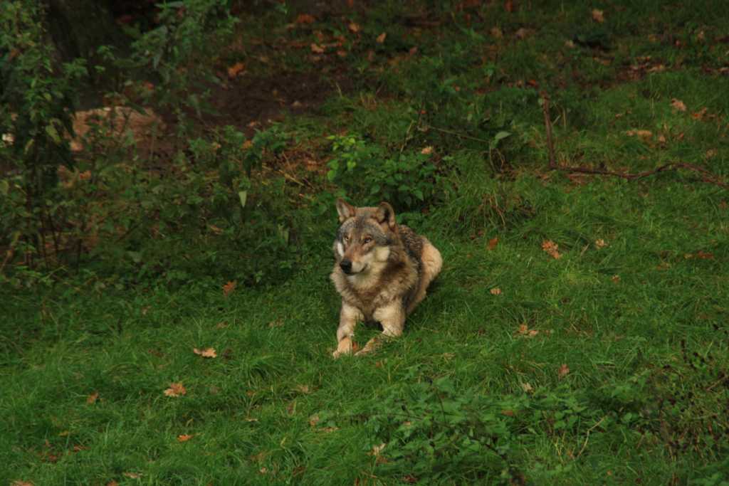 tierpark springe wolf