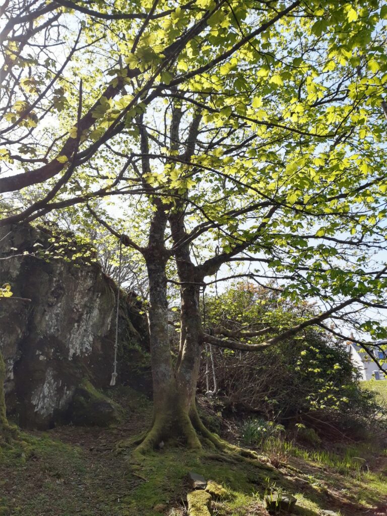 kintyre schottland port rhye kletterbaum