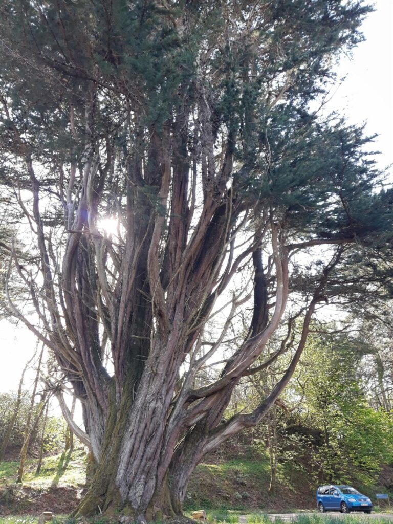 kintyre schottland torrisdale castle park mammutbaum