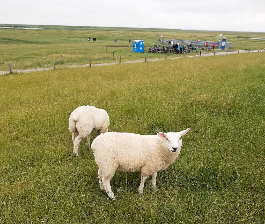 langenwarder groden schafe