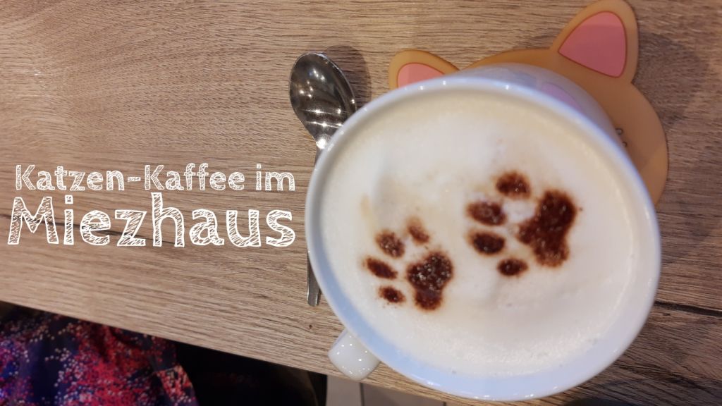 katzencafe miezhaus bielefeld mit kind