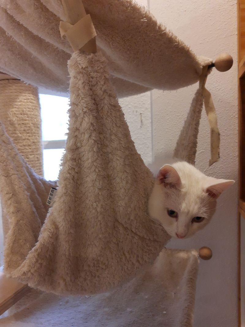 katzencafe miezhaus katze
