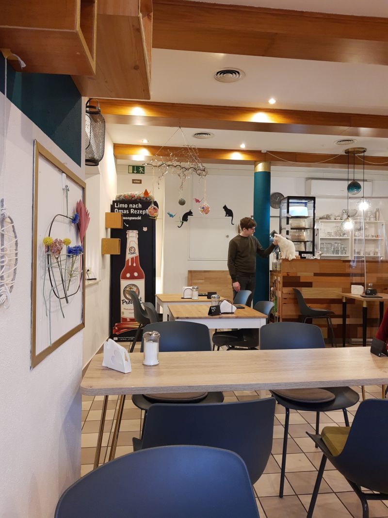 katzencafe miezhaus mit teenager
