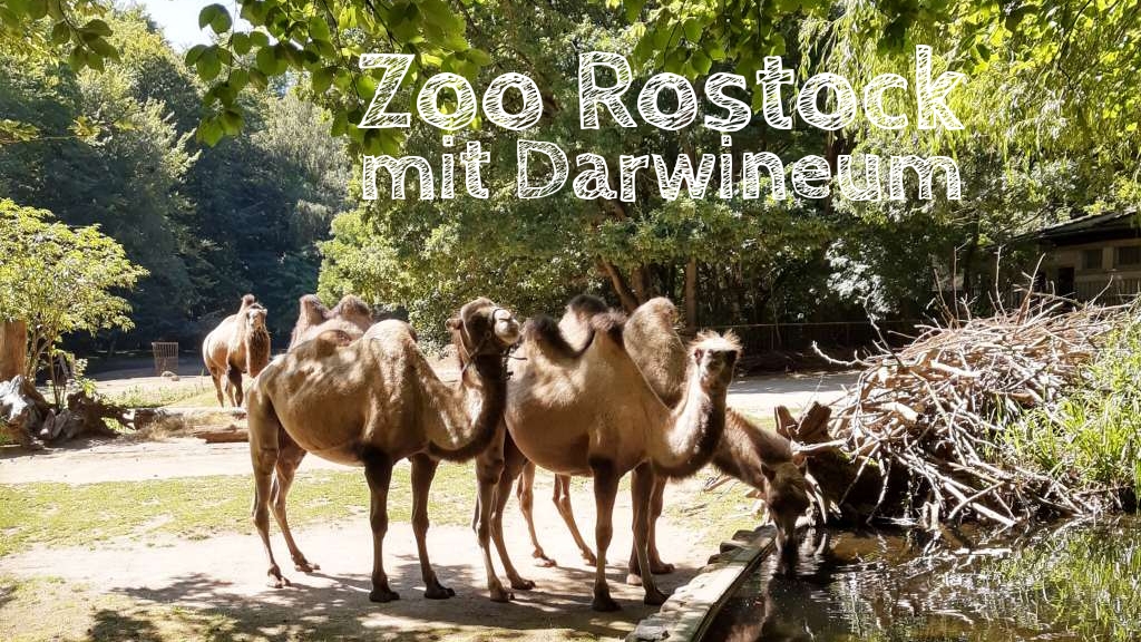 zoo rostock erfahrungsbericht