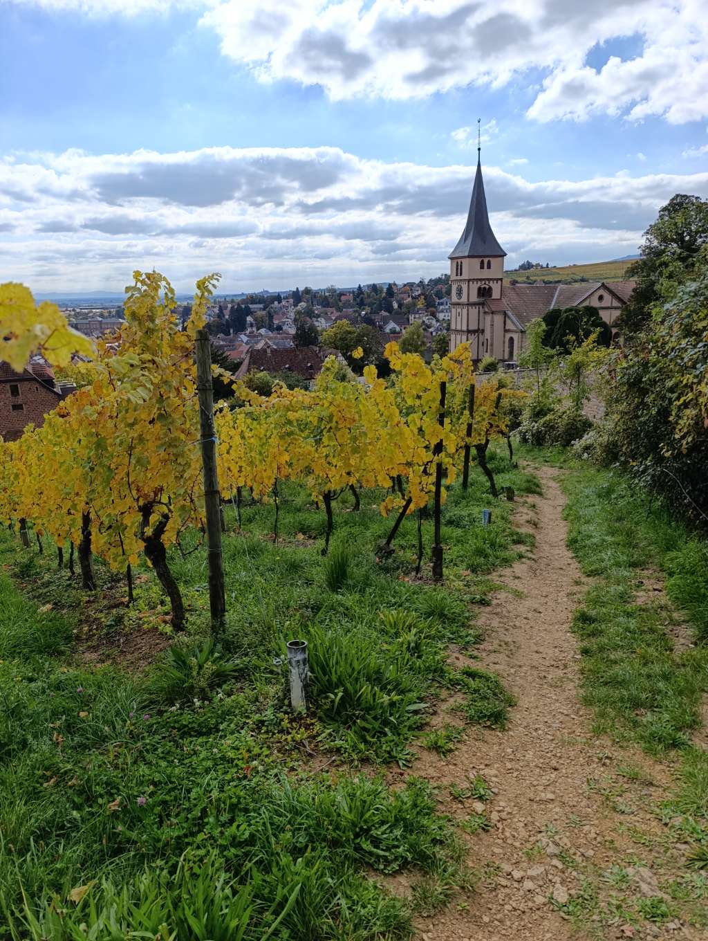 elsass barr weinberg herbst