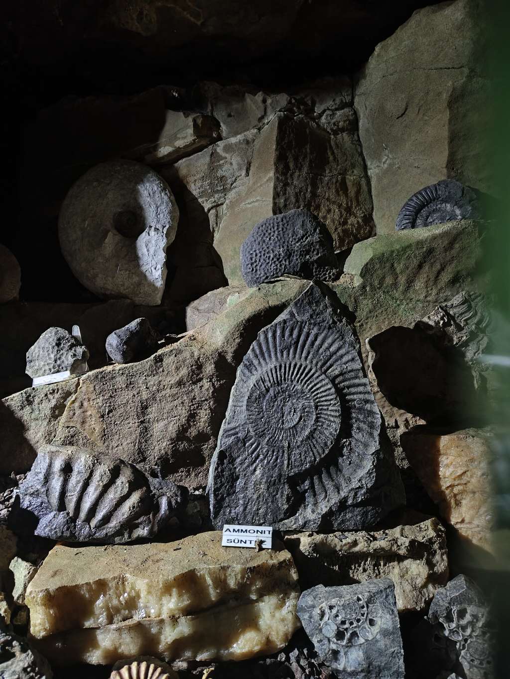 schillathöhle fossilien